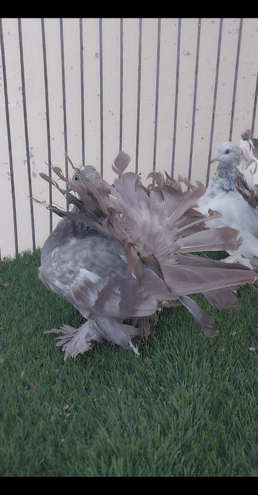 طبه رقاص هندي