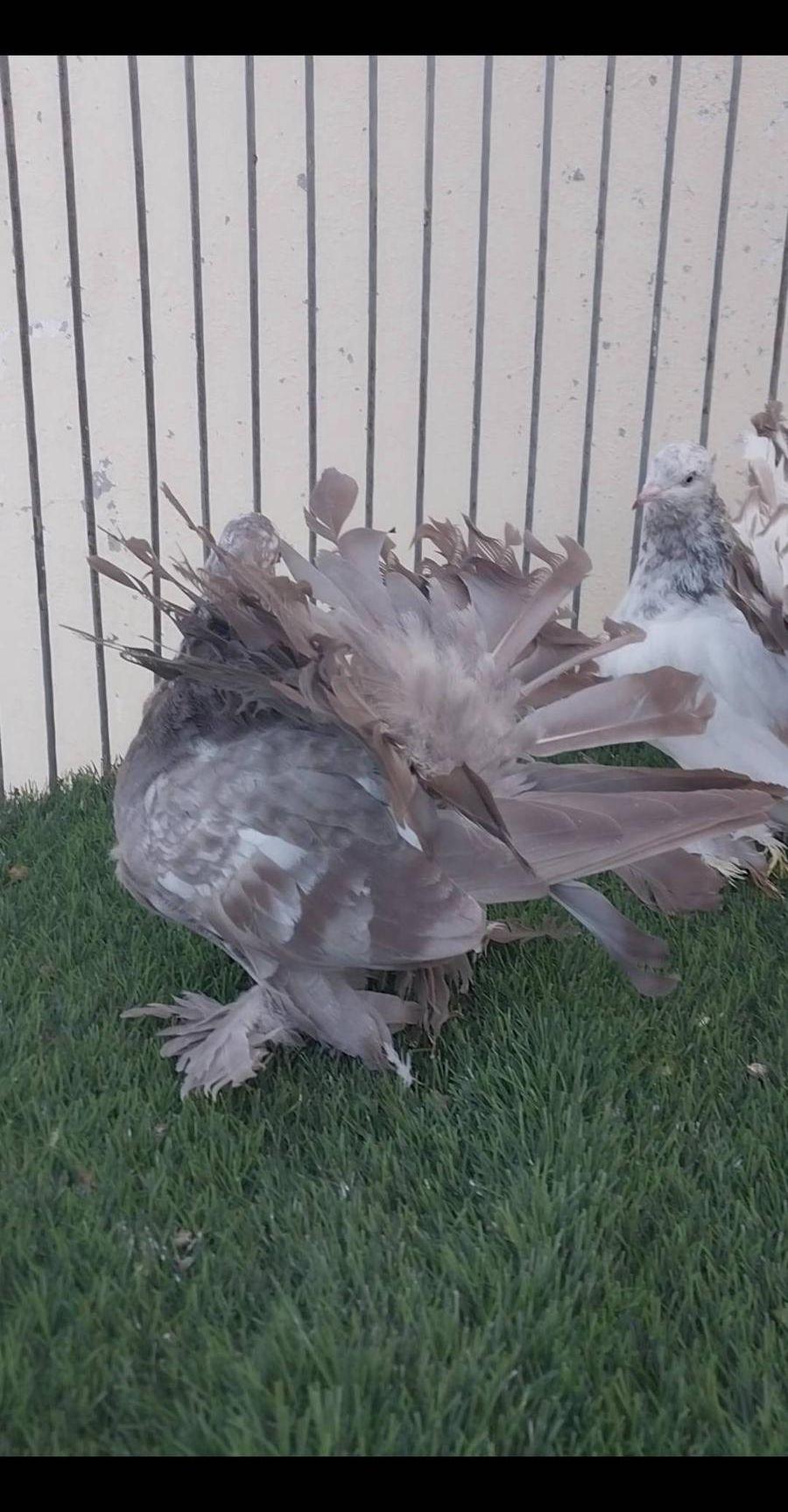 طبه رقاص هندي