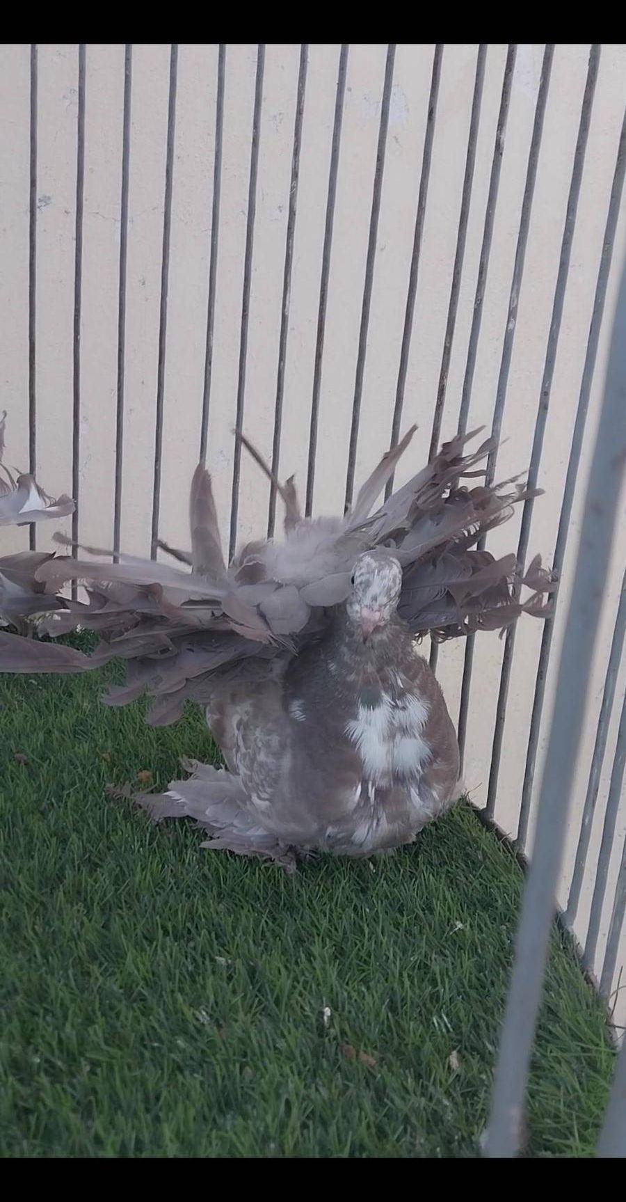 طبه رقاص هندي