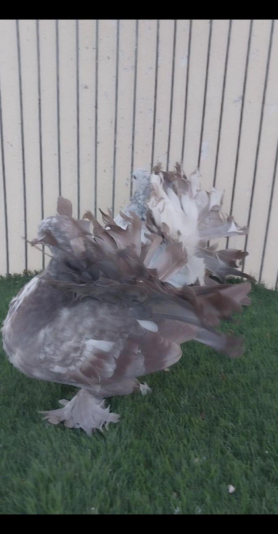 طبه رقاص هندي