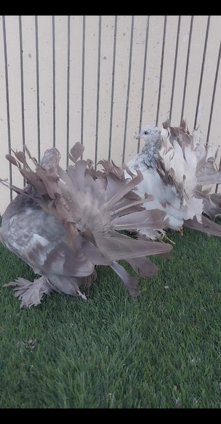 طبه رقاص هندي