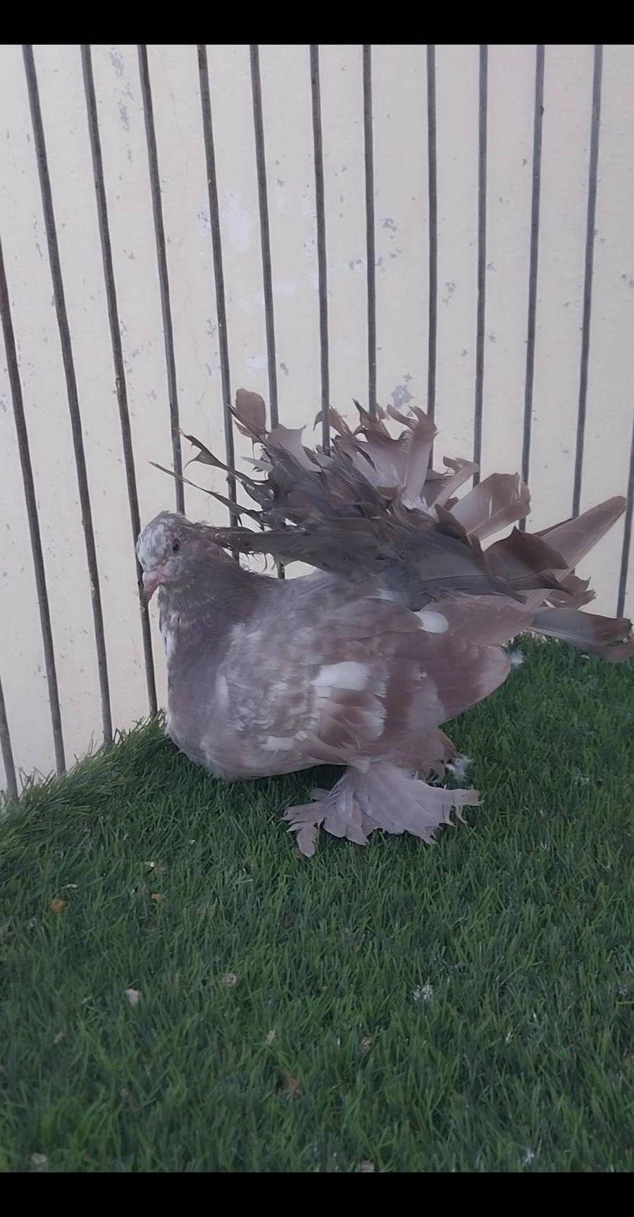 طبه رقاص هندي