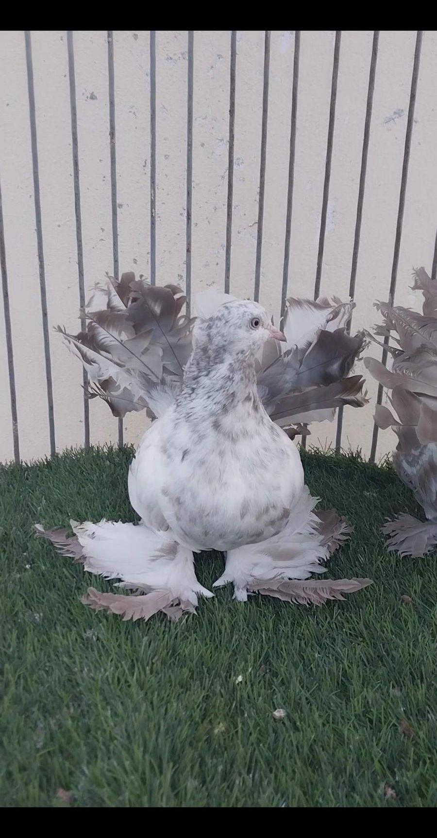 طبه رقاص هندي