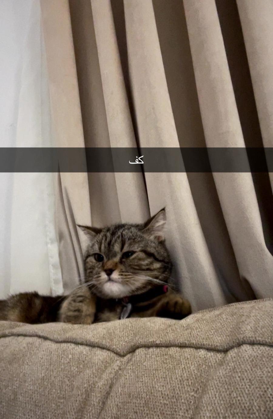 قطه للتبني