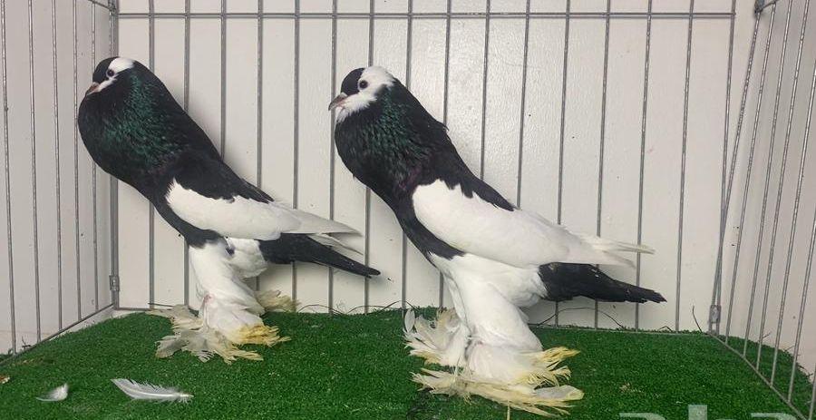 نفاخ مسوبع