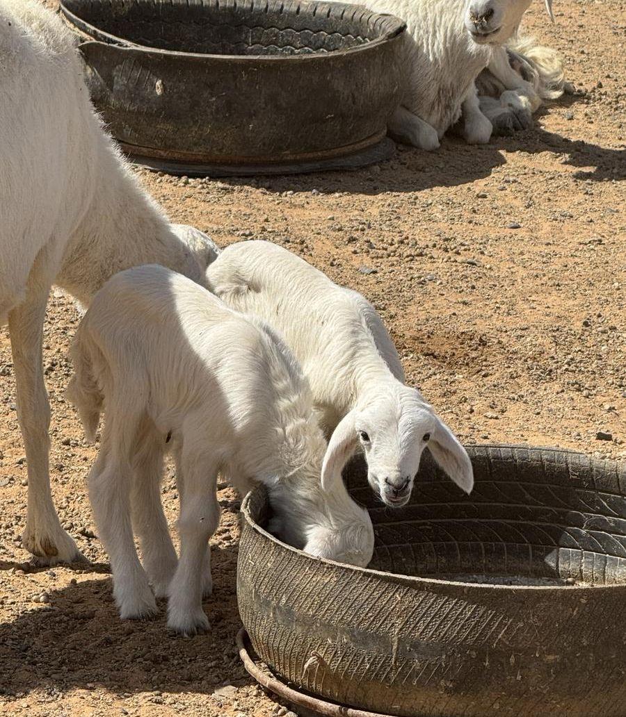 شاه متبع