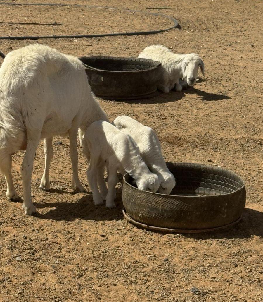 شاه متبع