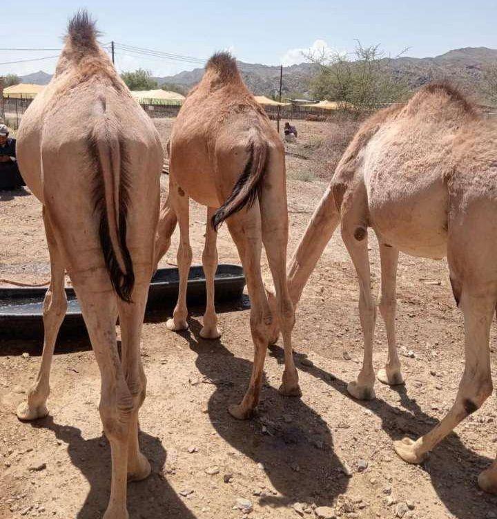يتوفر لدينا القعدان