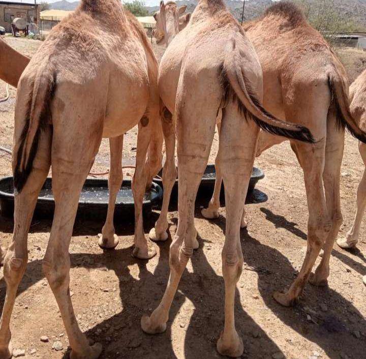 يتوفر لدينا القعدان