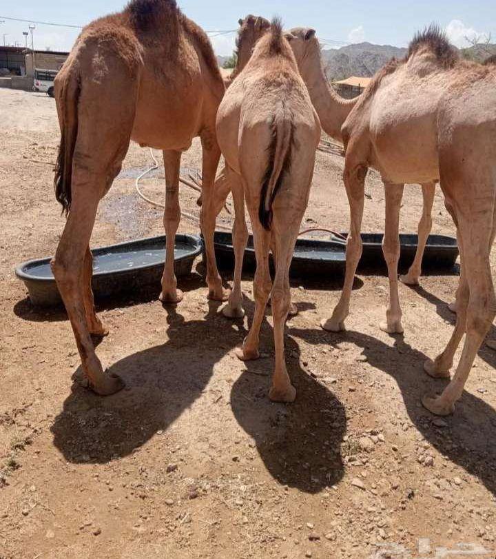 يتوفر لدينا القعدان
