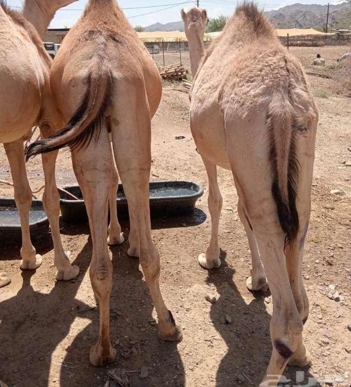 يتوفر لدينا القعدان