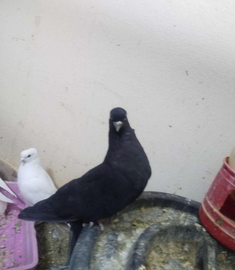 حمام قطيفي