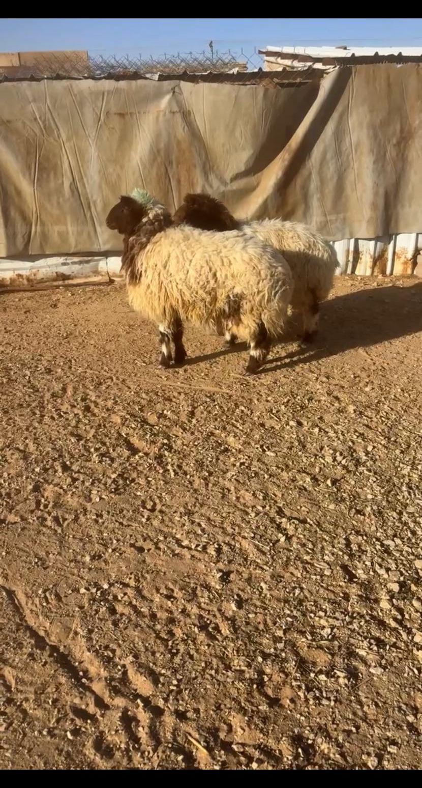 رخال 2جذعات نعيم
