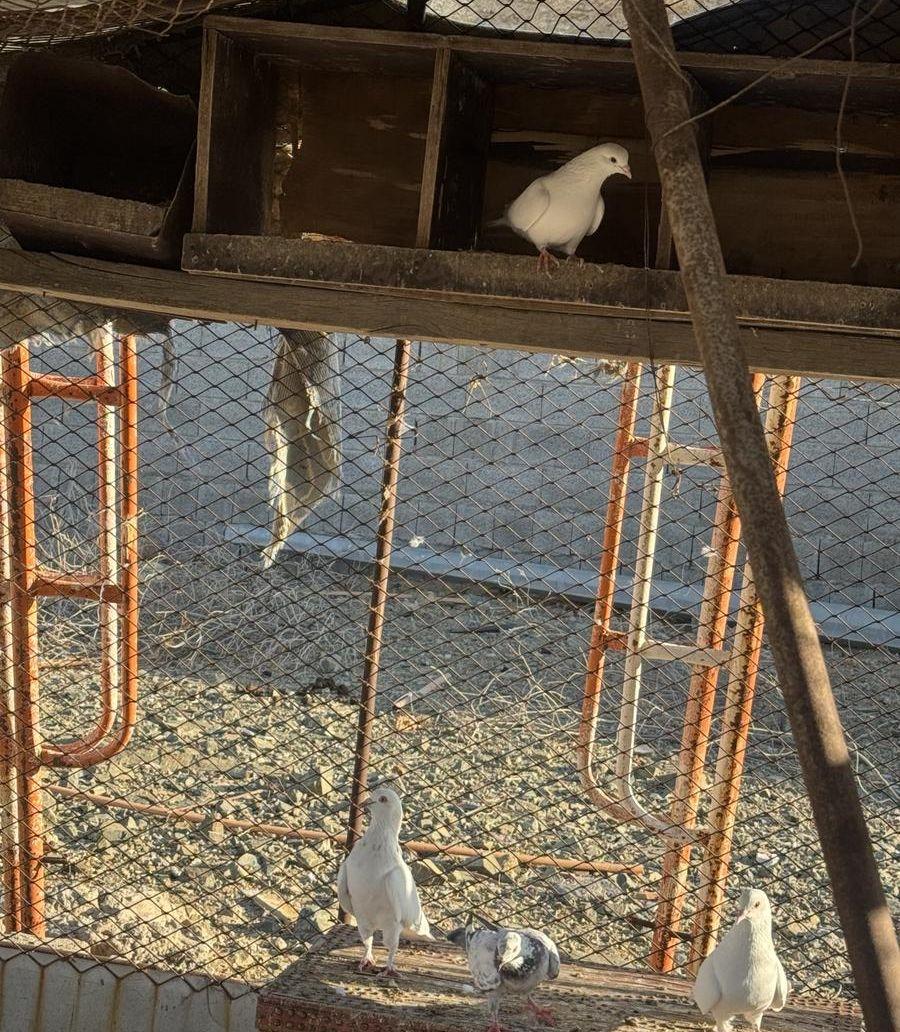 حمام