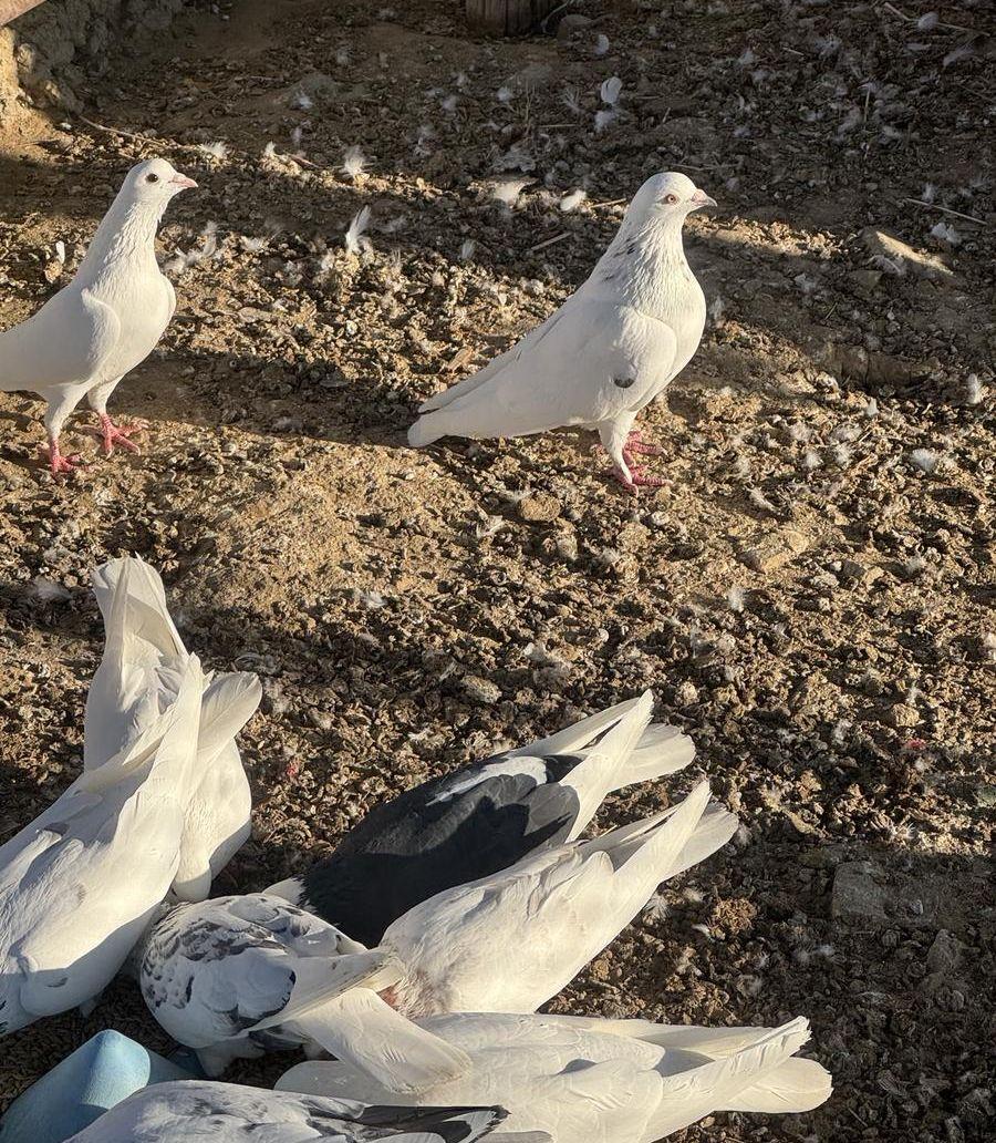 حمام