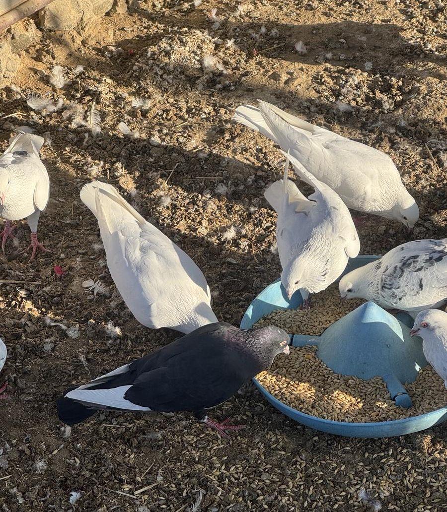 حمام