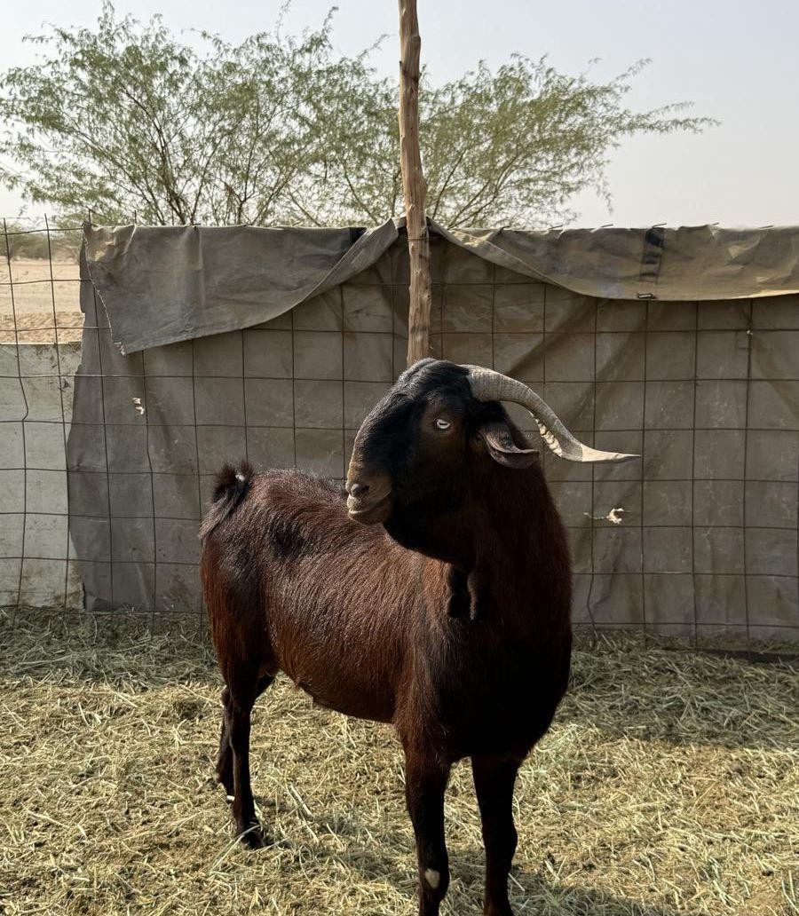 تيس فحل صنف