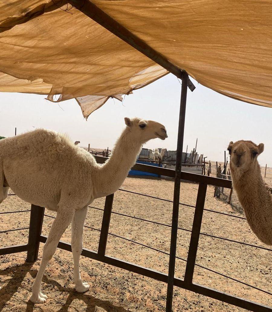 الرياض رماح