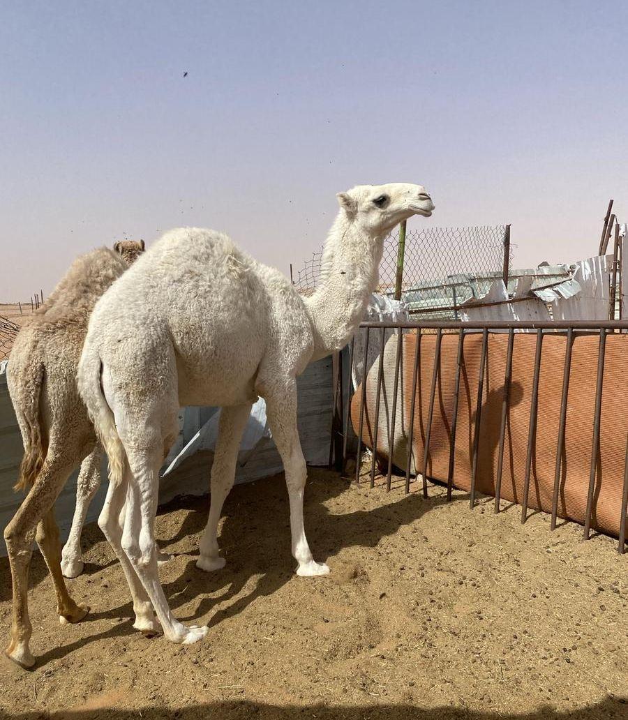 الرياض رماح