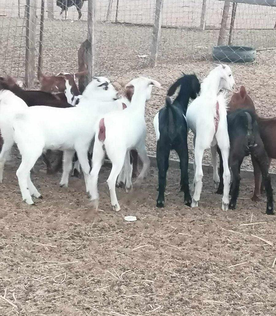 تيوس وجفار بيشيه