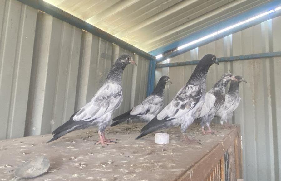 طبات باكستانيات