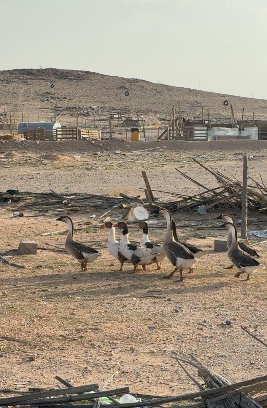 وز كوبر عراقي