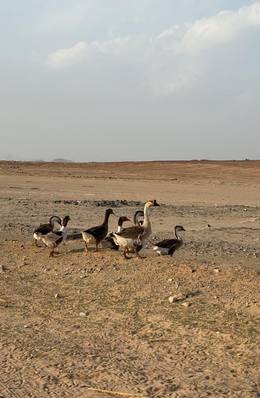 وز كوبر عراقي