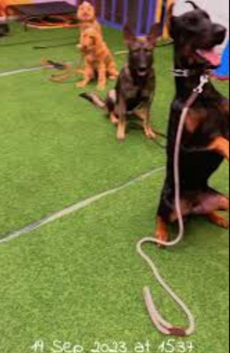 تدريب كلاب Dog