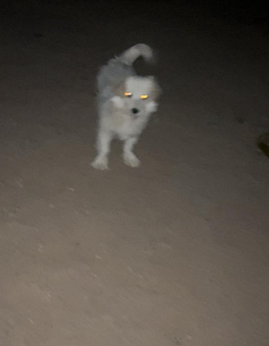 تشي وو كلب