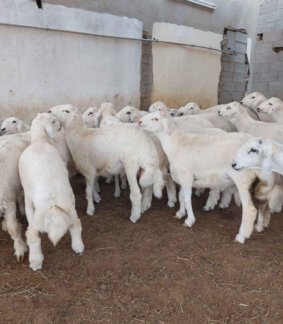 ذبيحتك لبيتك مع