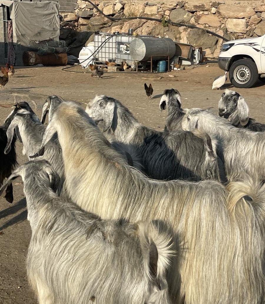 معزا مصريات حصيب