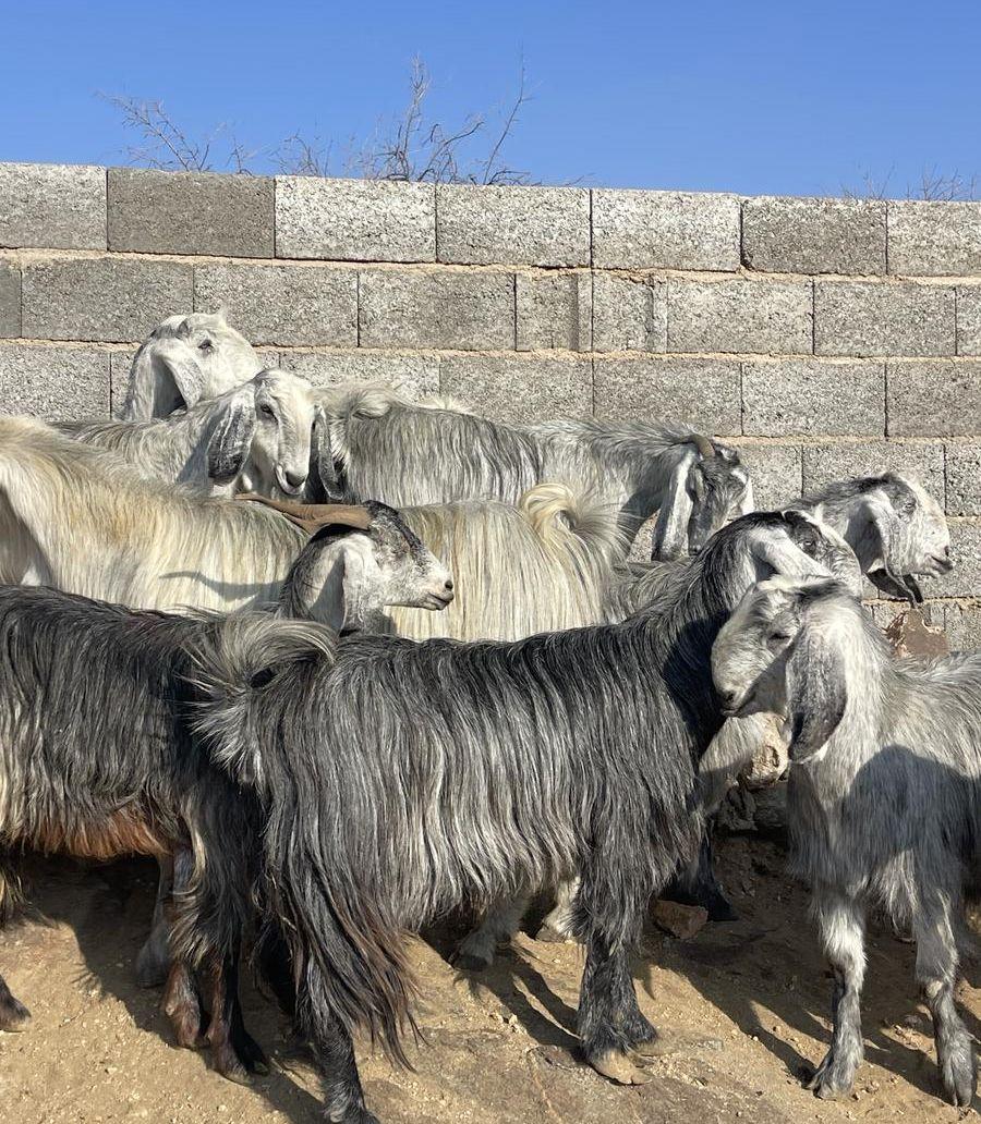 معزا مصريات حصيب