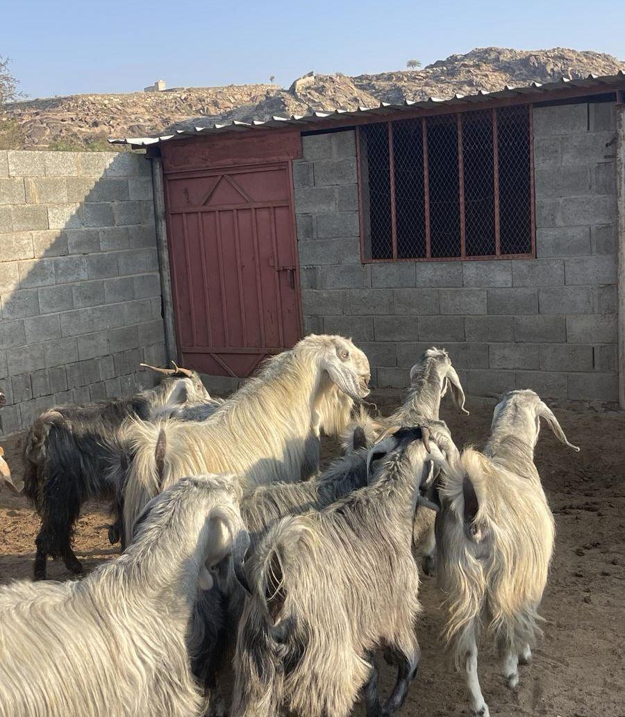معزا مصريات حصيب
