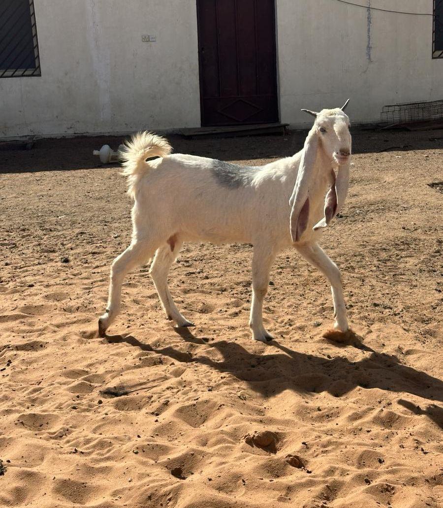 عنز مطوره مضرع
