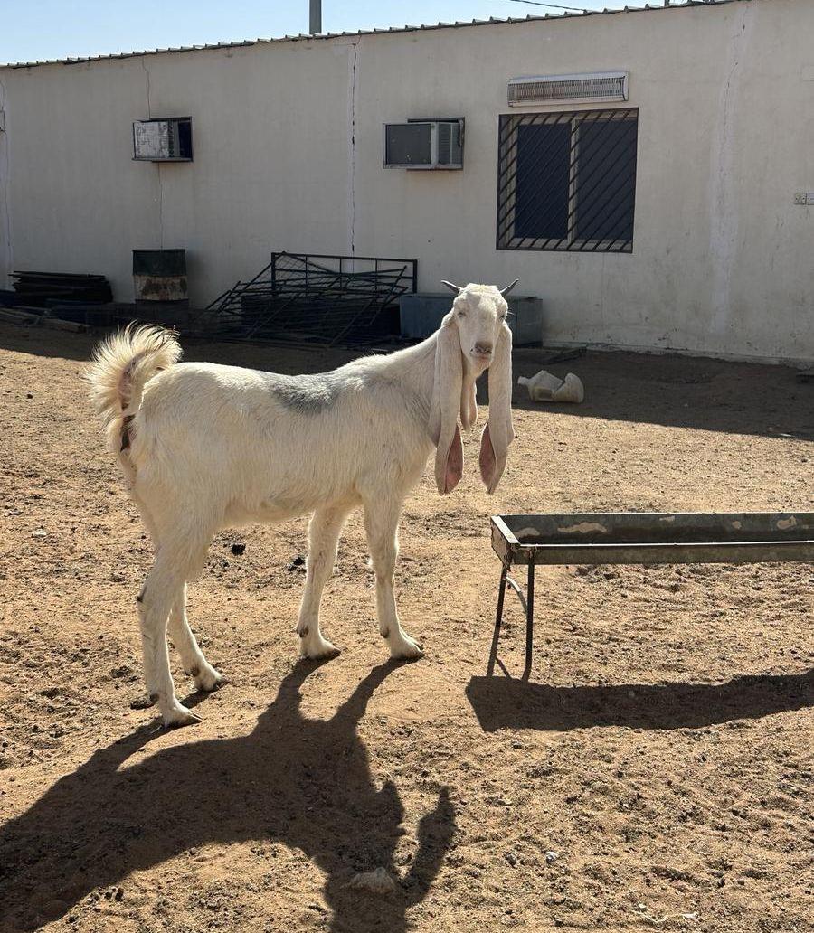 عنز مطوره مضرع