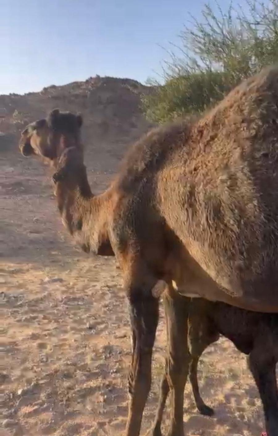 ناقه خلفه طيبه