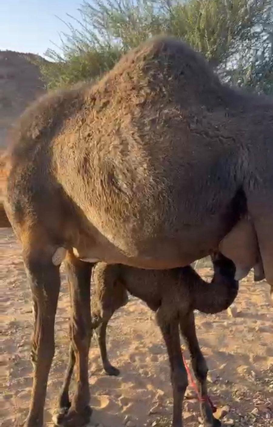 ناقه خلفه طيبه