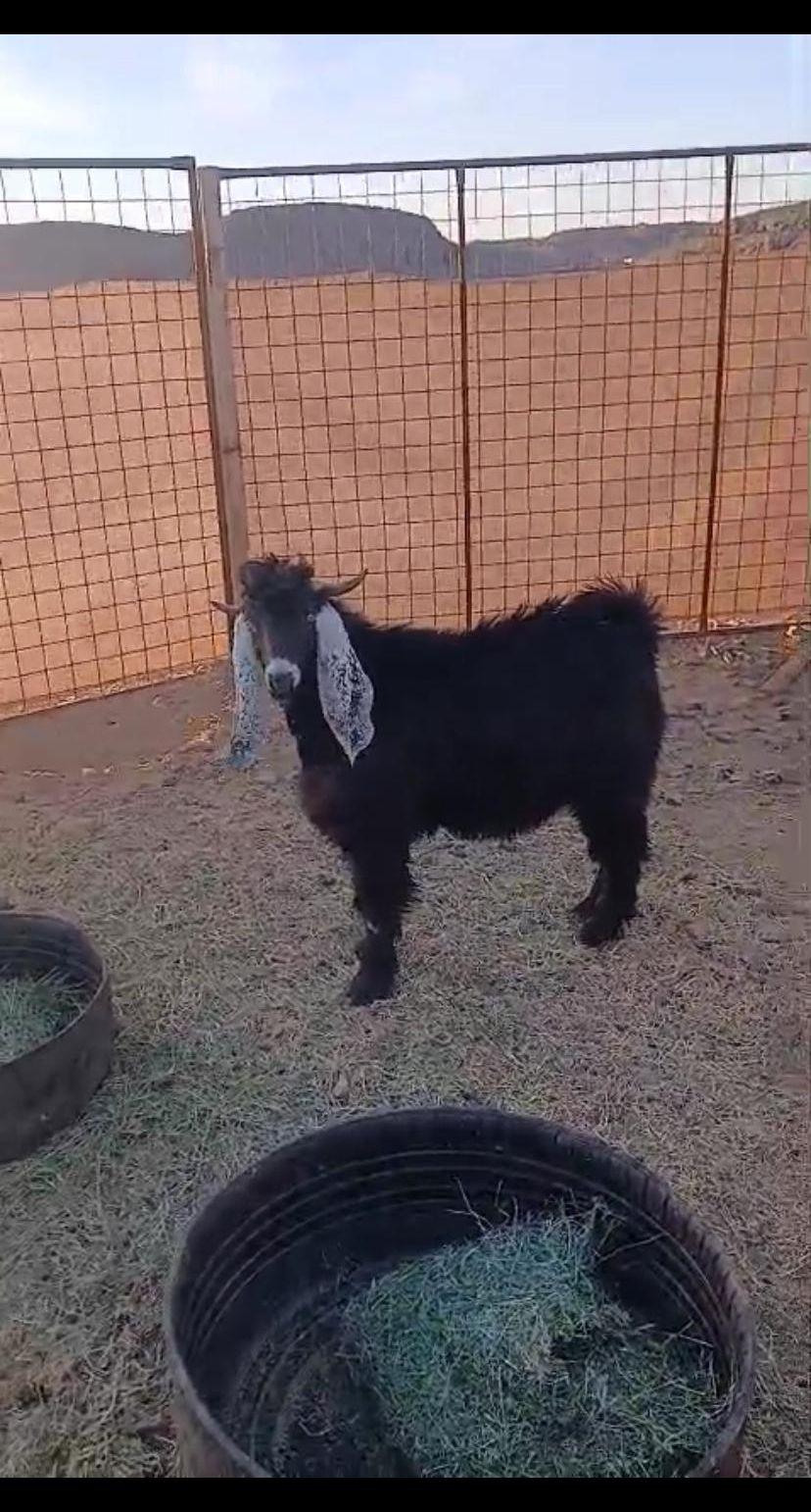 تيس للبيع العمر