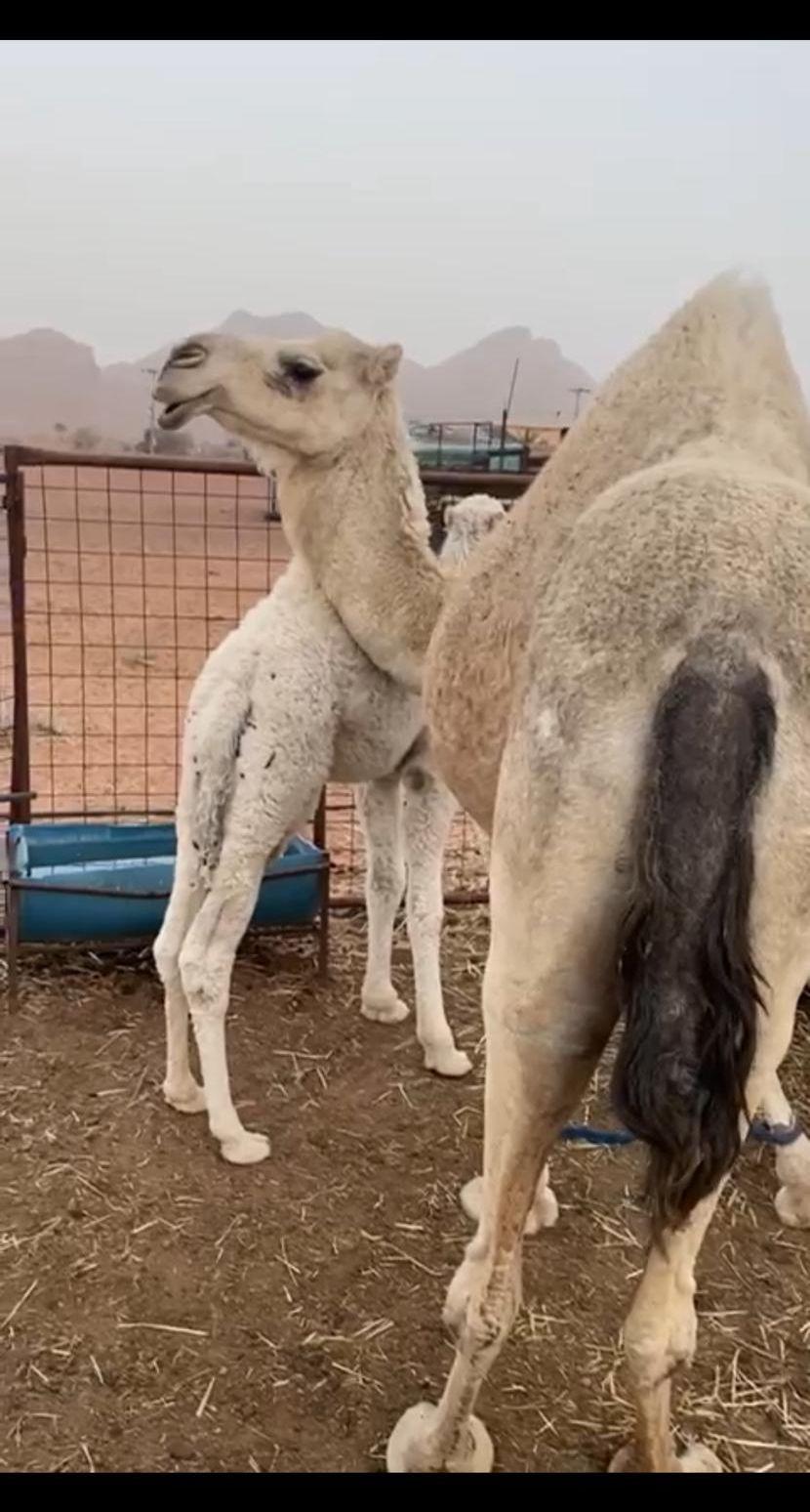 نياق خلفات طيبات
