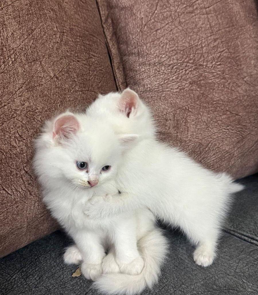 قطط هجين سكوتش