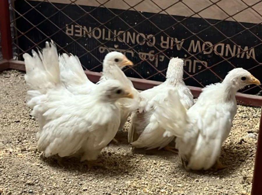 صيصان دجاج جبانيز