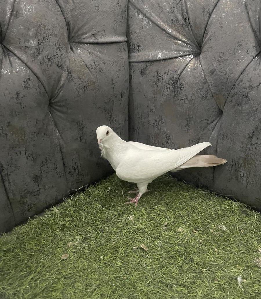 جوز سكري