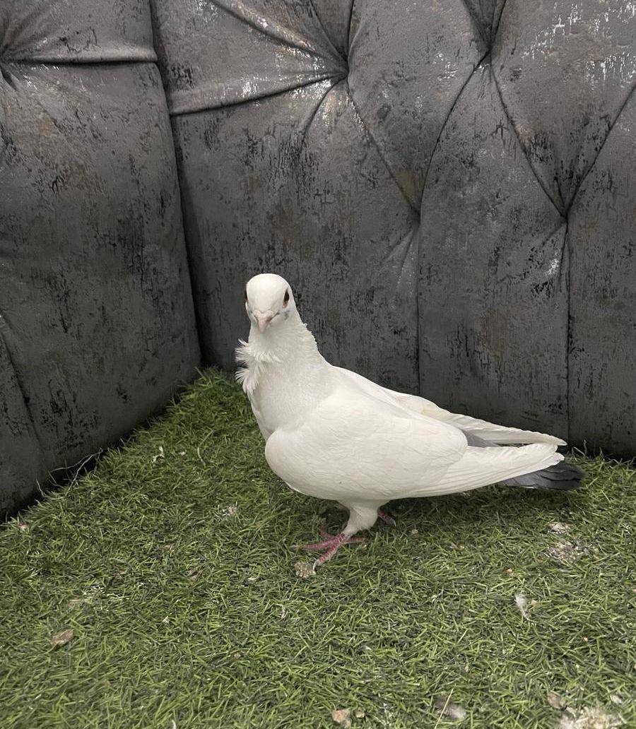 جوز سكري