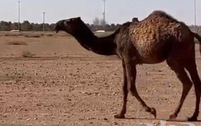 للبيع بكره مفروده