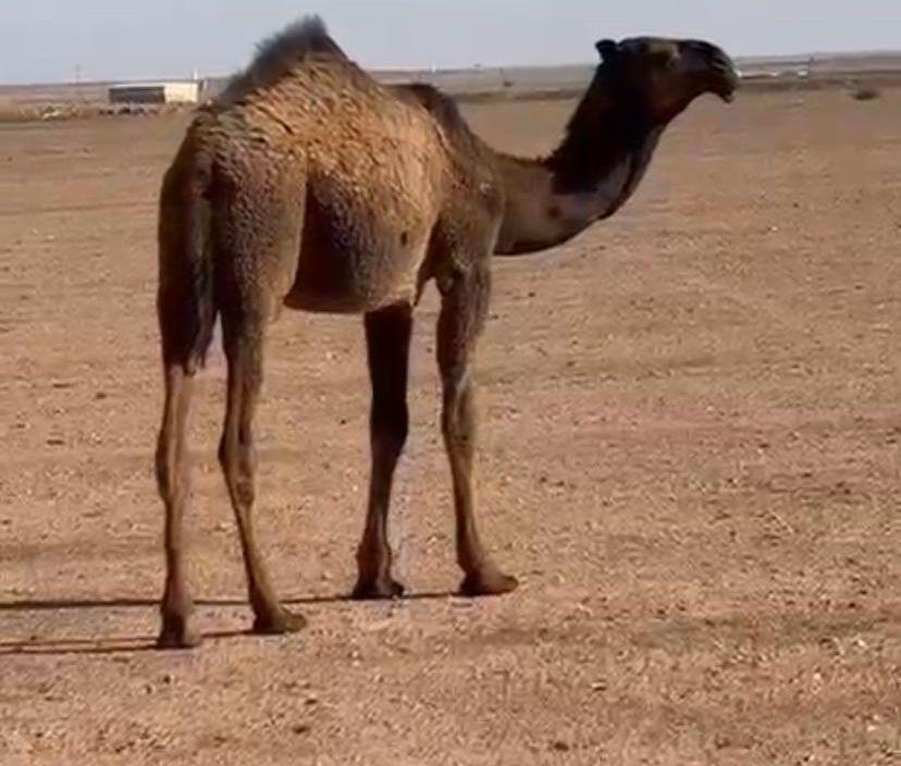 للبيع بكره مفروده
