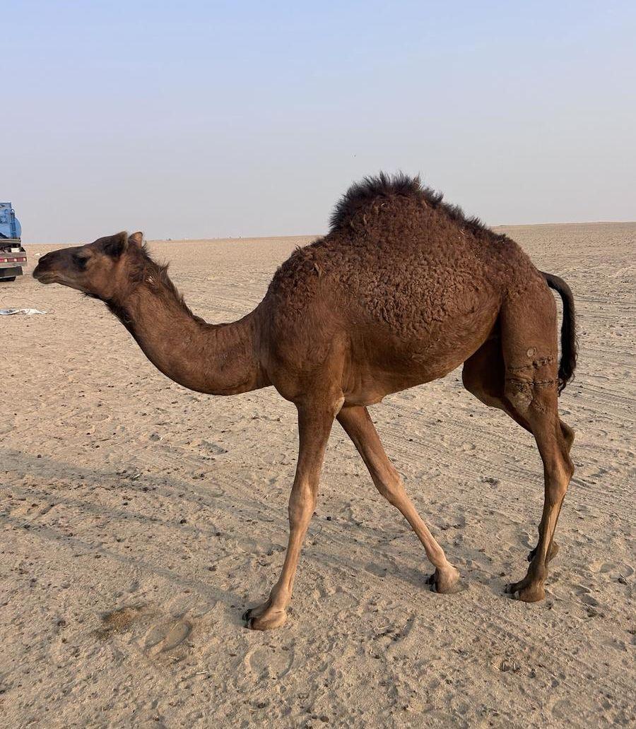 جمل حمر ادهم