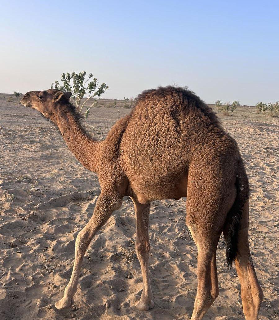 جمل حمر ادهم