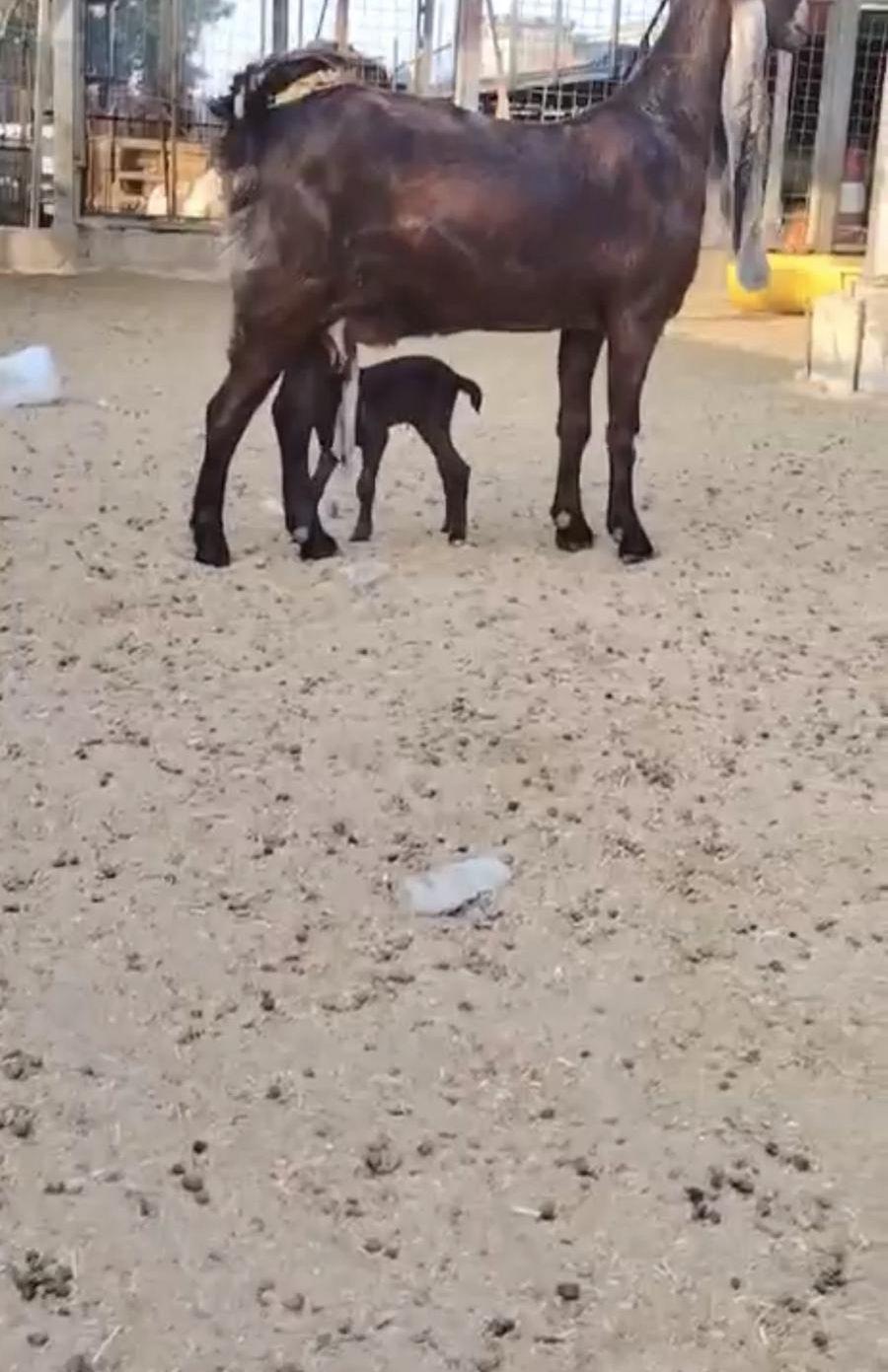 شاه هولندية