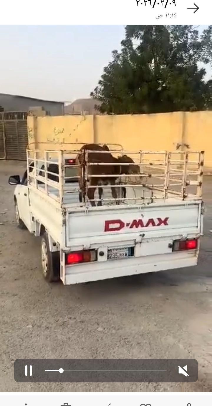 حسلان بلدي لباني
