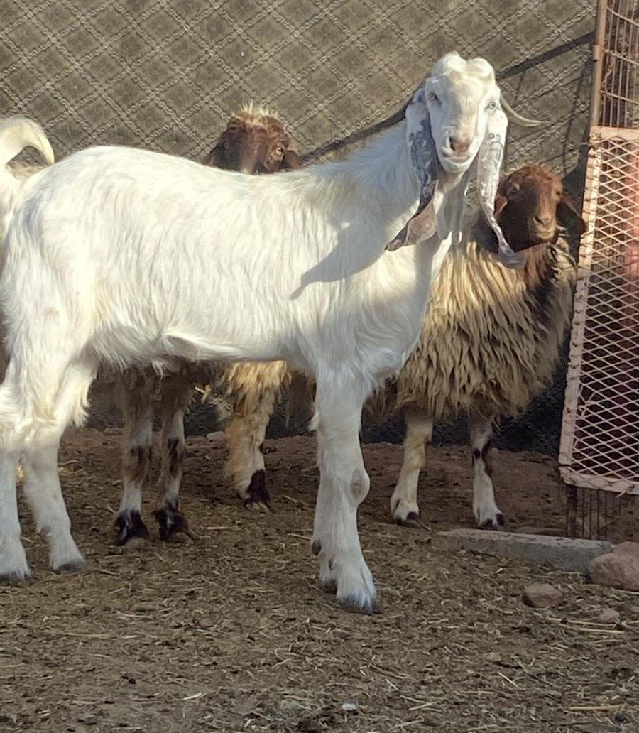 تيس جدع عمره